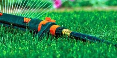 Evaluating Your Lawn