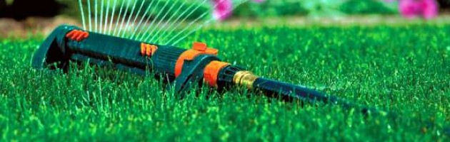 Evaluating Your Lawn