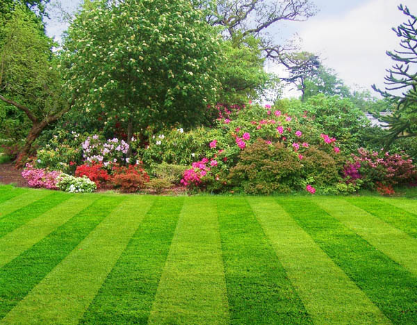 Residential Lawn Maintenance